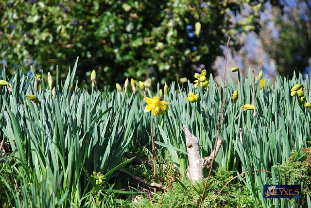 narcisi messaggeri di primavera.JPG